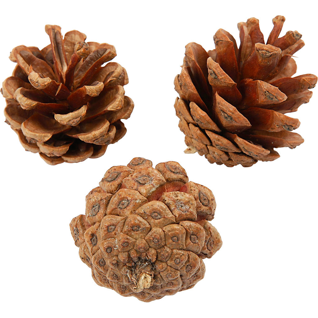 Pine Cones, dia. 40 mm, ca. 60 pc, 500 g
