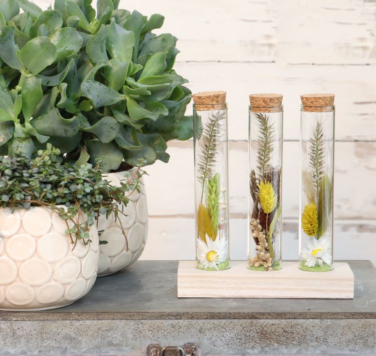 Glazen buisjes Ø3cm 3 buisjes op houten plankje (12 st.) [IFS-29148]