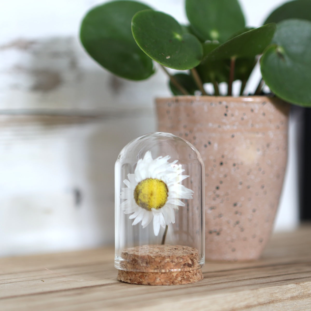 Glazen mini stolp Ø4cm en 6cm hoog met kurk (6 st.) [IFS-29410]