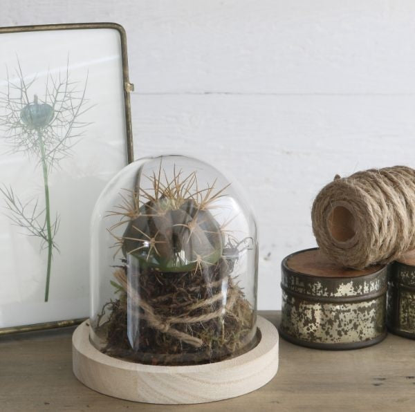 Glazen koepel met houten basisvoet Ø 10 cm en 10 cm hoog (1 st) [IFS-29421]