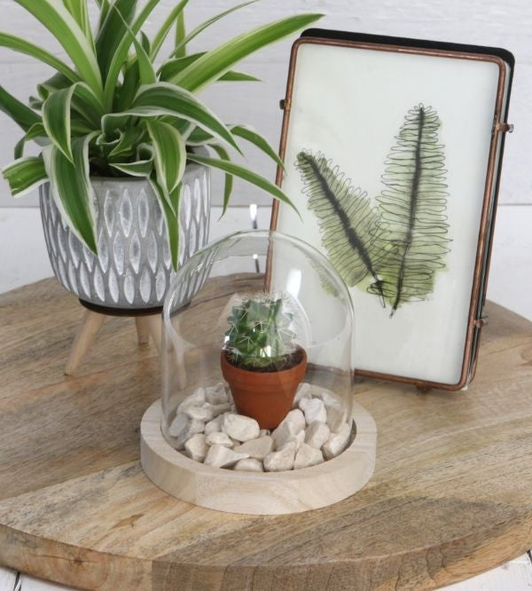 Glazen koepel met houten basisvoet Ø 10 cm en 10 cm hoog (1 st) [IFS-29421]