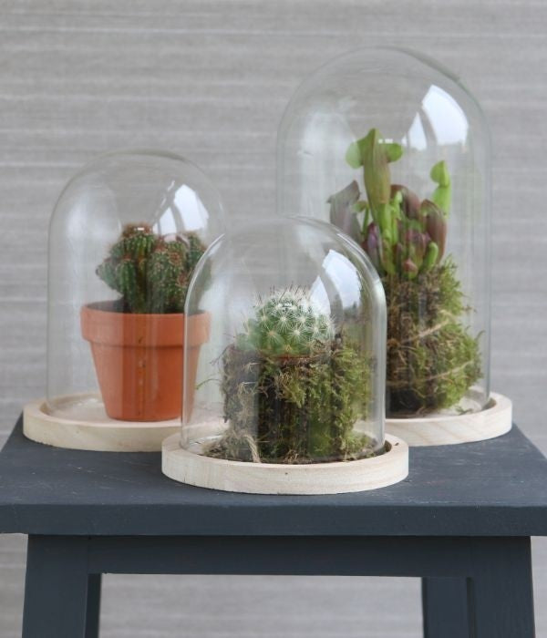 Glazen koepel met houten basisvoet Ø 12 cm en 16 cm hoog (1 st) [IFS-29423]