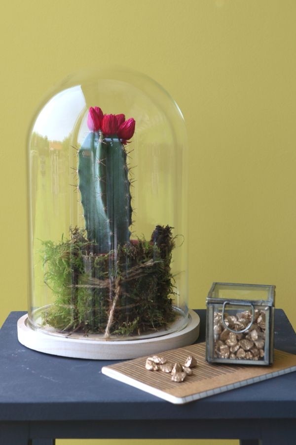 Glazen koepel met houten basisvoet Ø 17 cm en 25 cm hoog (1 st) [IFS-29425]