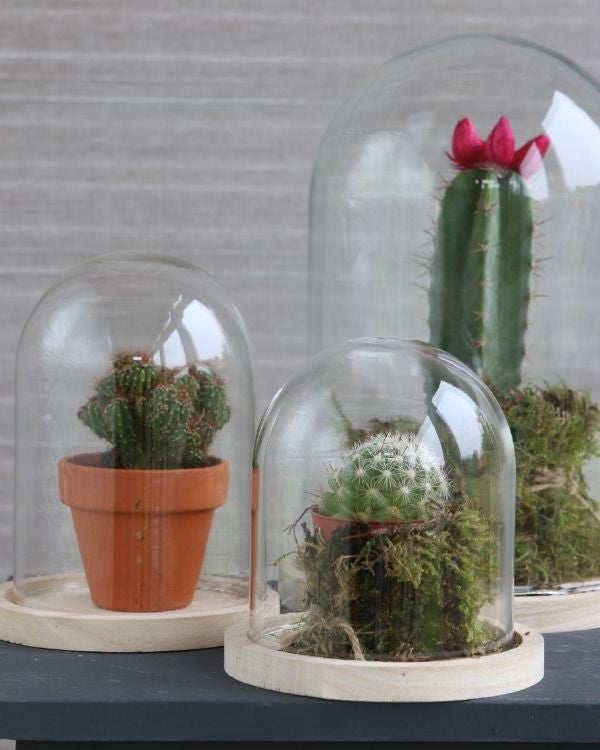 Glazen koepel met houten basisvoet Ø 17 cm en 25 cm hoog (1 st) [IFS-29425]