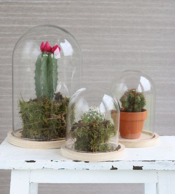 Glazen koepel met houten basisvoet Ø 12 cm en 16 cm hoog (1 st) [IFS-29423]