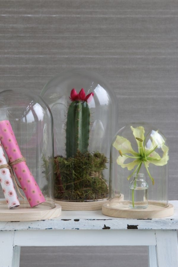 Glazen koepel met houten basisvoet Ø 14 cm en 21 cm hoog (1 st) [IFS-29424]