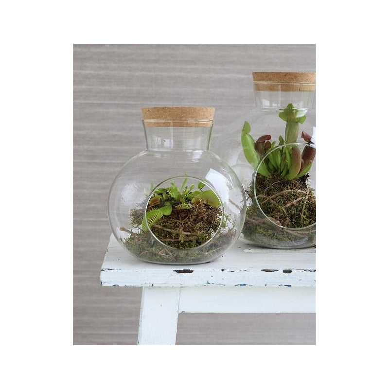 Glazen bol met kurk Ø14 h.15 cm (1 stuk) [IFS-29438]