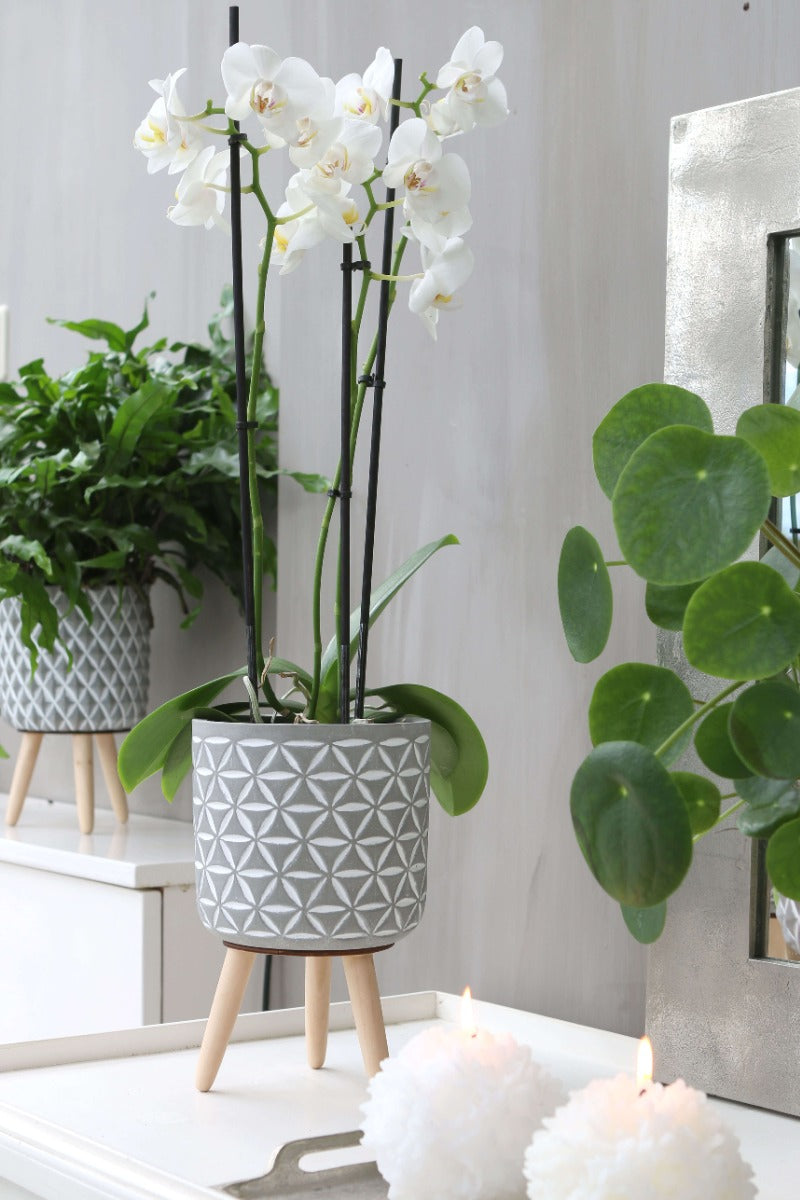 Plantenpot Cement met houten poten 21,5cm hoog (6 st.) [IFS-33015]