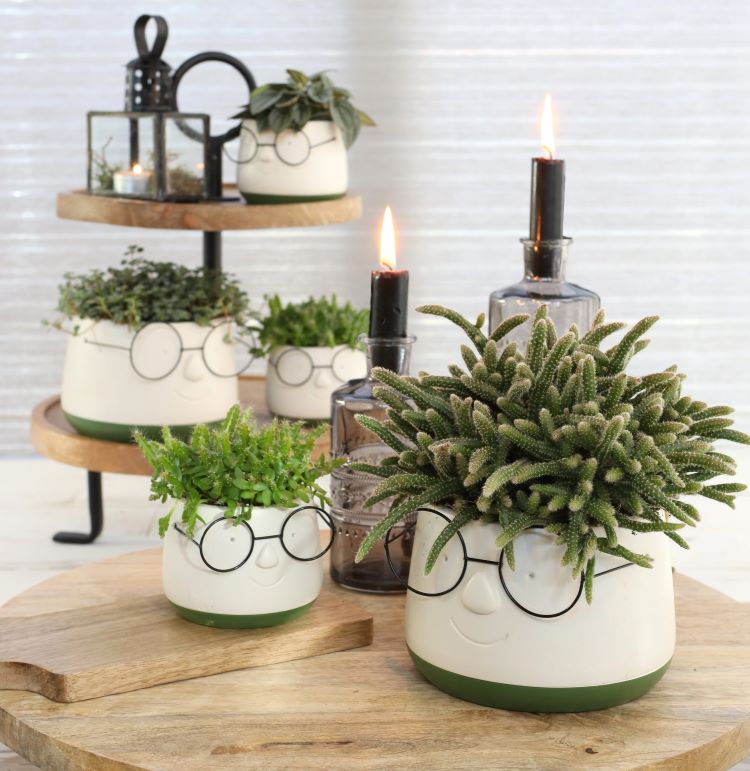 Pot met Brill Ø16 h: 11,5 cm (3 stuks) [IFS-33095]