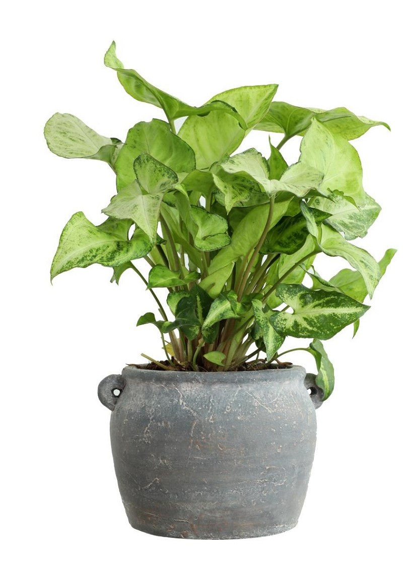 Amphora pot 14x12,2x9 cm (6 stuks) [IFS-33243]