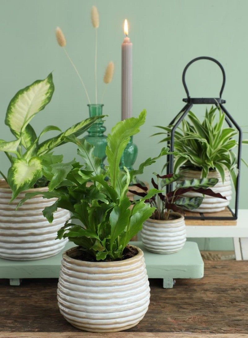 Pot Rise creme Ø13 x h: 15,5 cm (4 stuks) [IFS-33965]