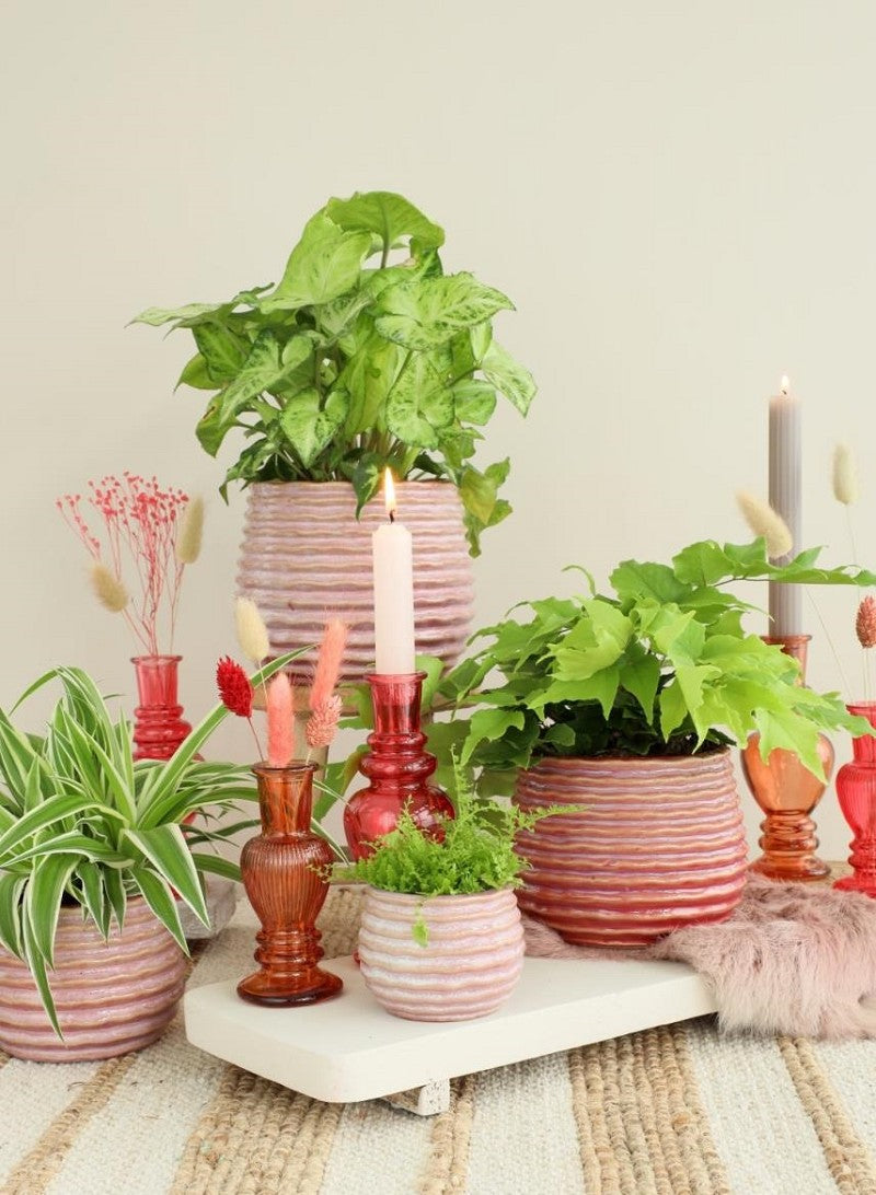 Pot Pink Carmine Rise Ø6,5 x h: 8 cm (12 stuks) [IFS-33982]