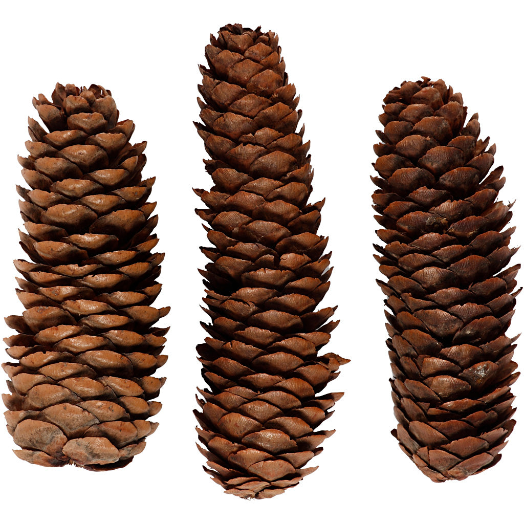 Abies Cone, dia. 40 mm, ca. 5 pc, 100 g