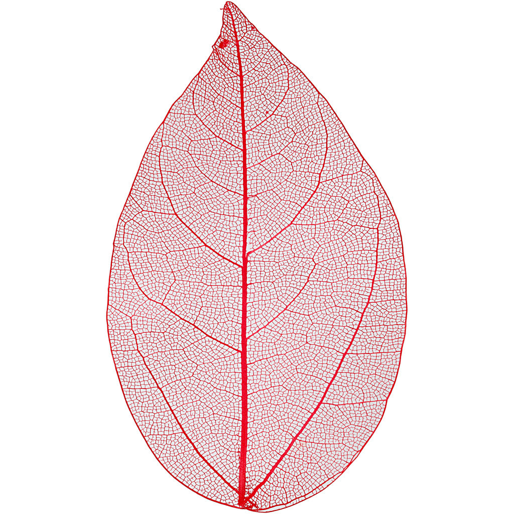 Skeleton leaves , L: 6-8 cm, rood, 20 stuk/ 1 doos [HOB-504495]