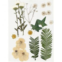 Gedroogde bloemen en bladeren, off-white, 1 doos [HOB-504473]