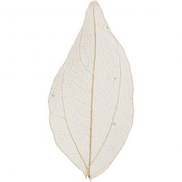 Skeleton leaves , L: 4,5-8 cm, naturel, 20 stuk/ 1 doos [HOB-504493]