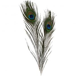 Pauwenveren, L: 25-30 cm, 10 stuk/ 1 doos [HOB-51810]