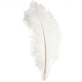 Struisvogelveren, L: 35-40 cm, wit, 1 stuk [HOB-51811]